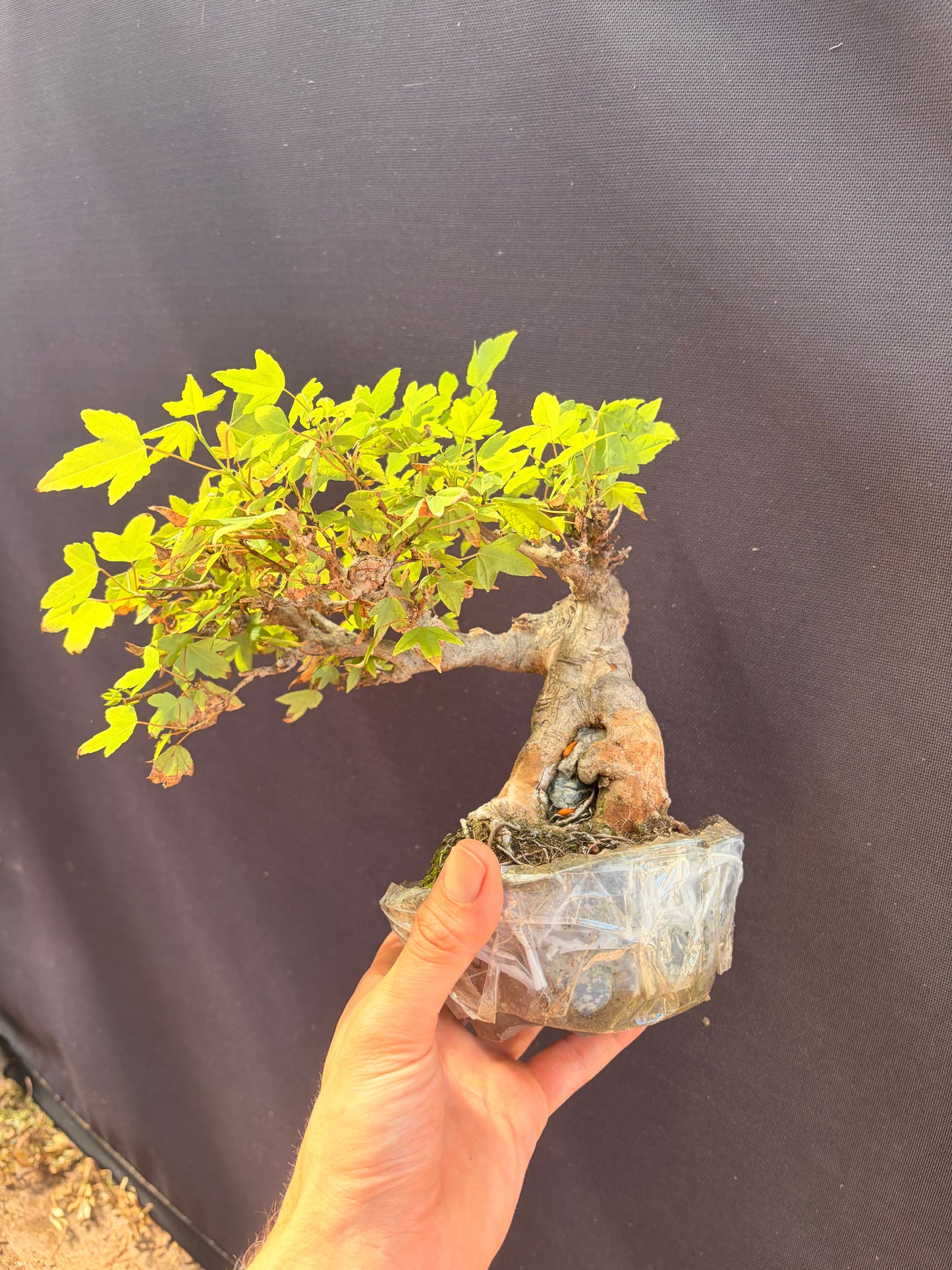 Trident maple root over rock