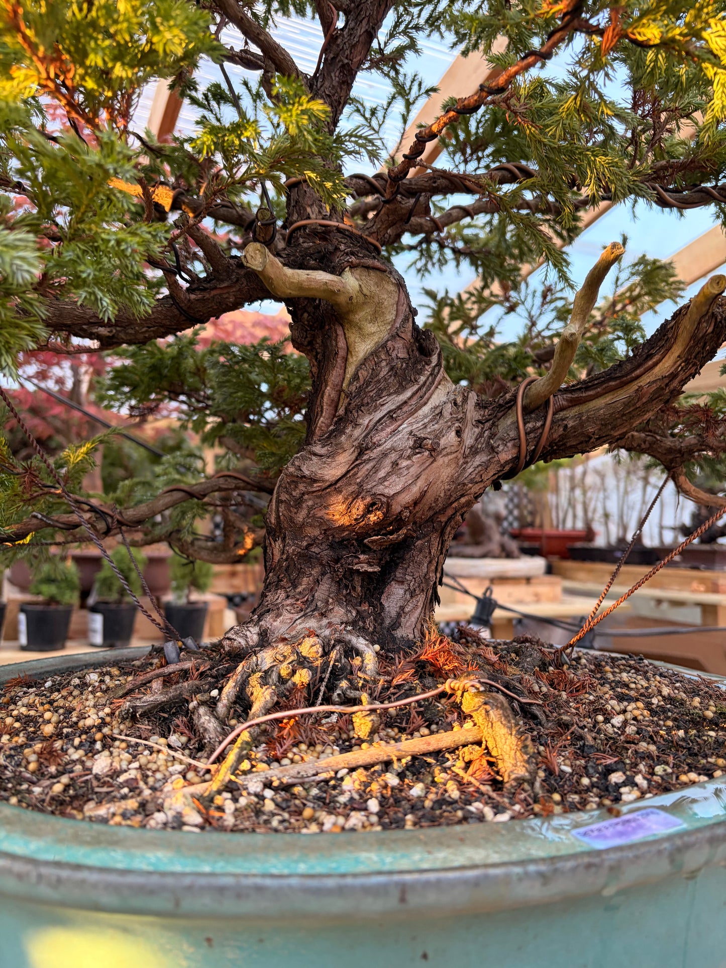 Sawara cypress