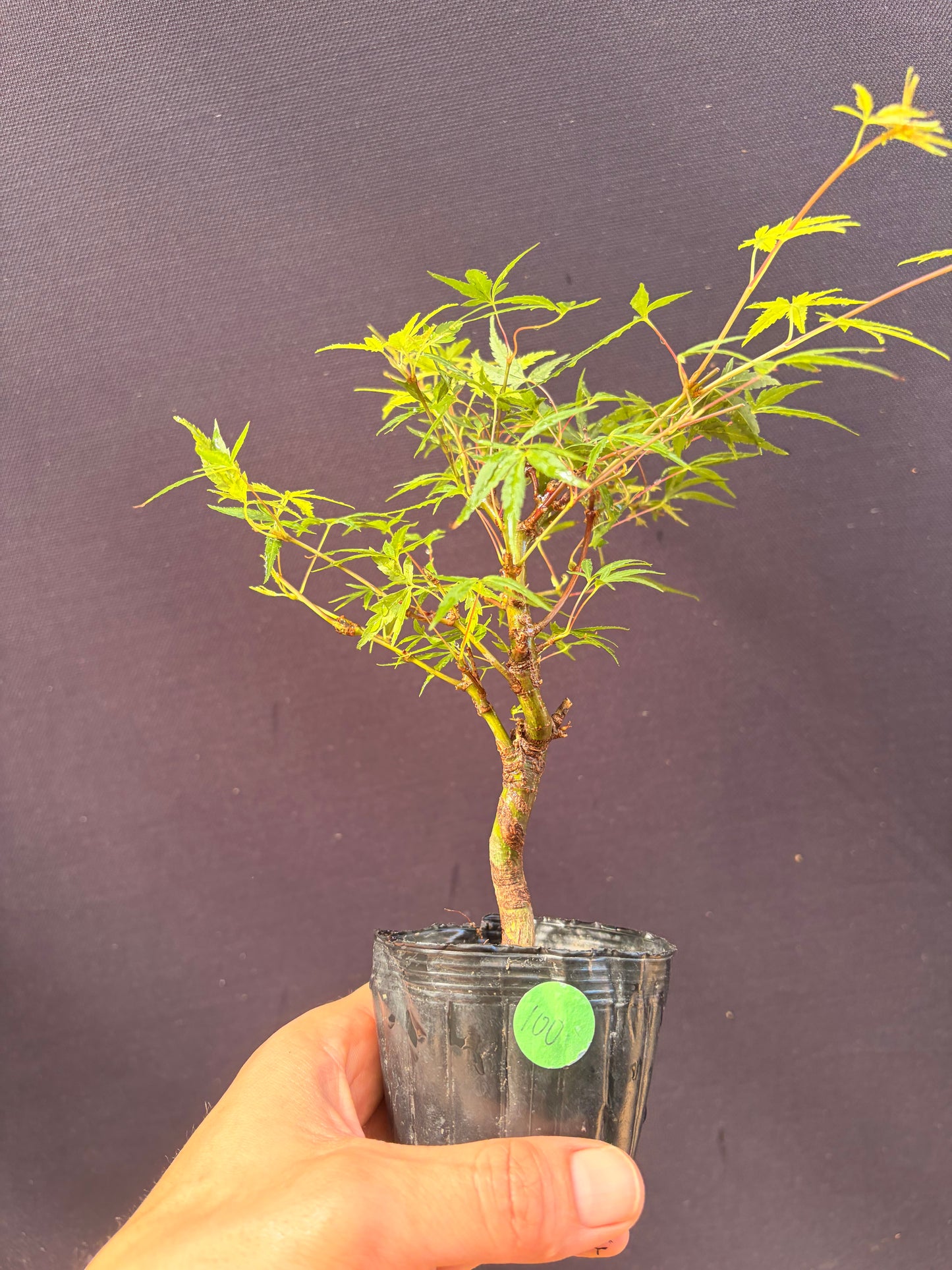 Dwarf Japanese maple