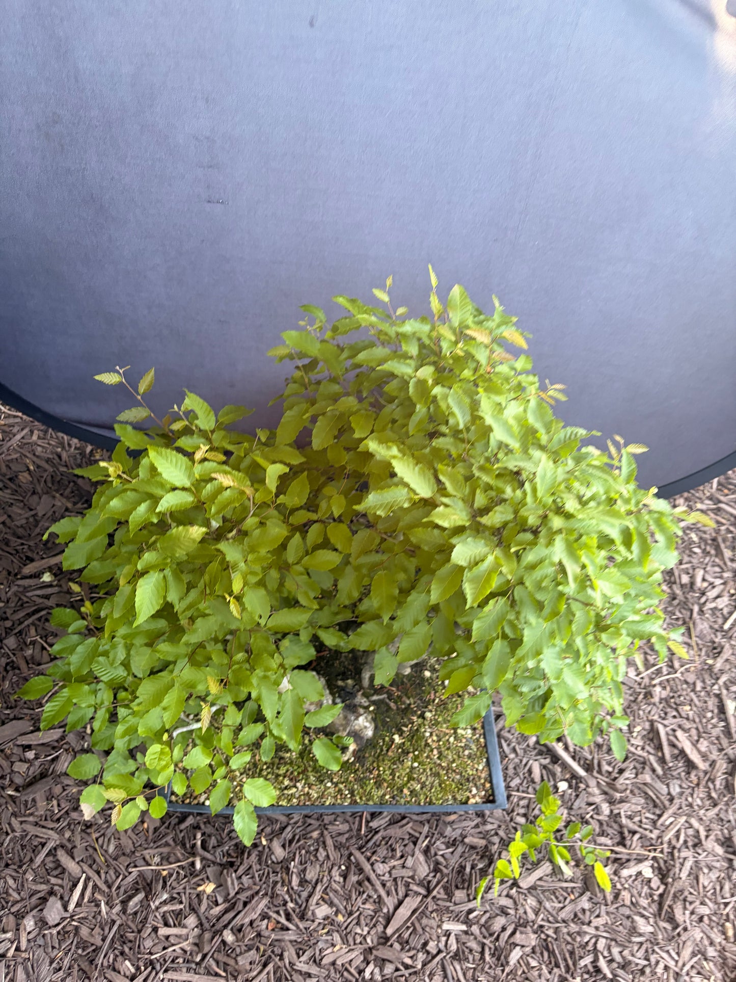 American horbeam clump