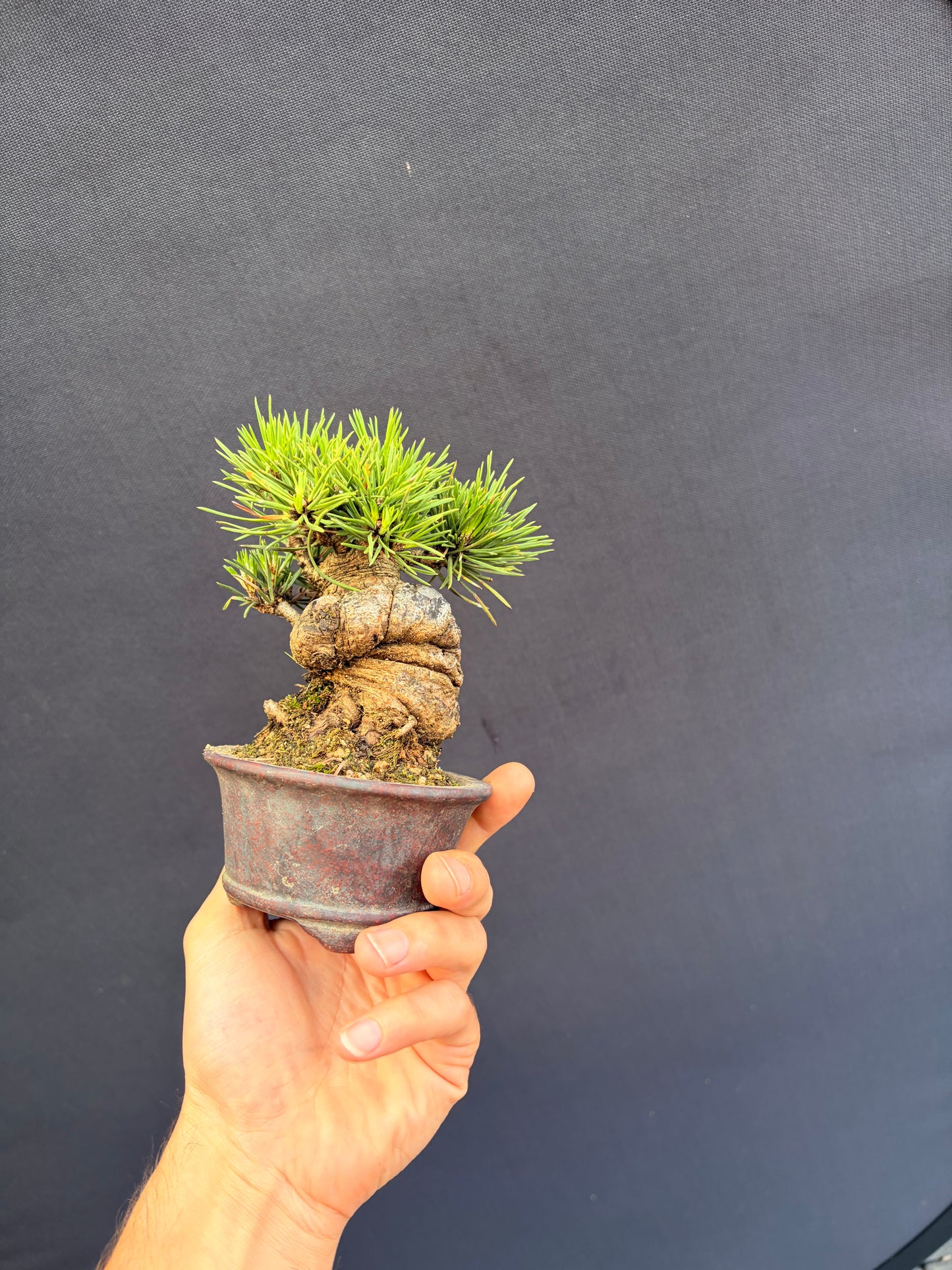 Japanese black pine