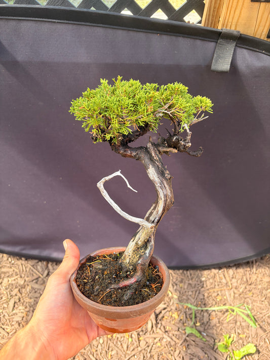 Shimpaku juniper