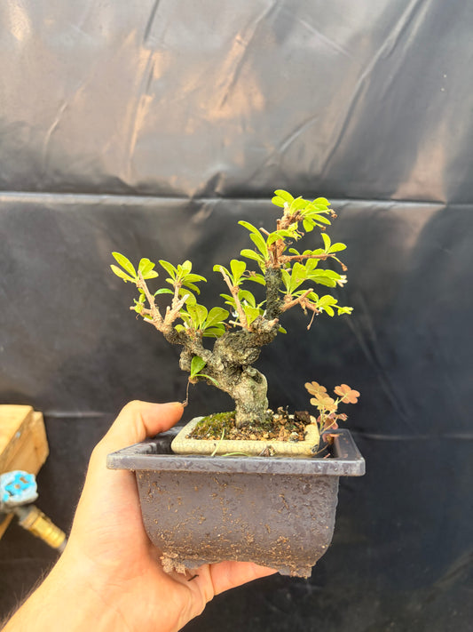 Fukien tea tree