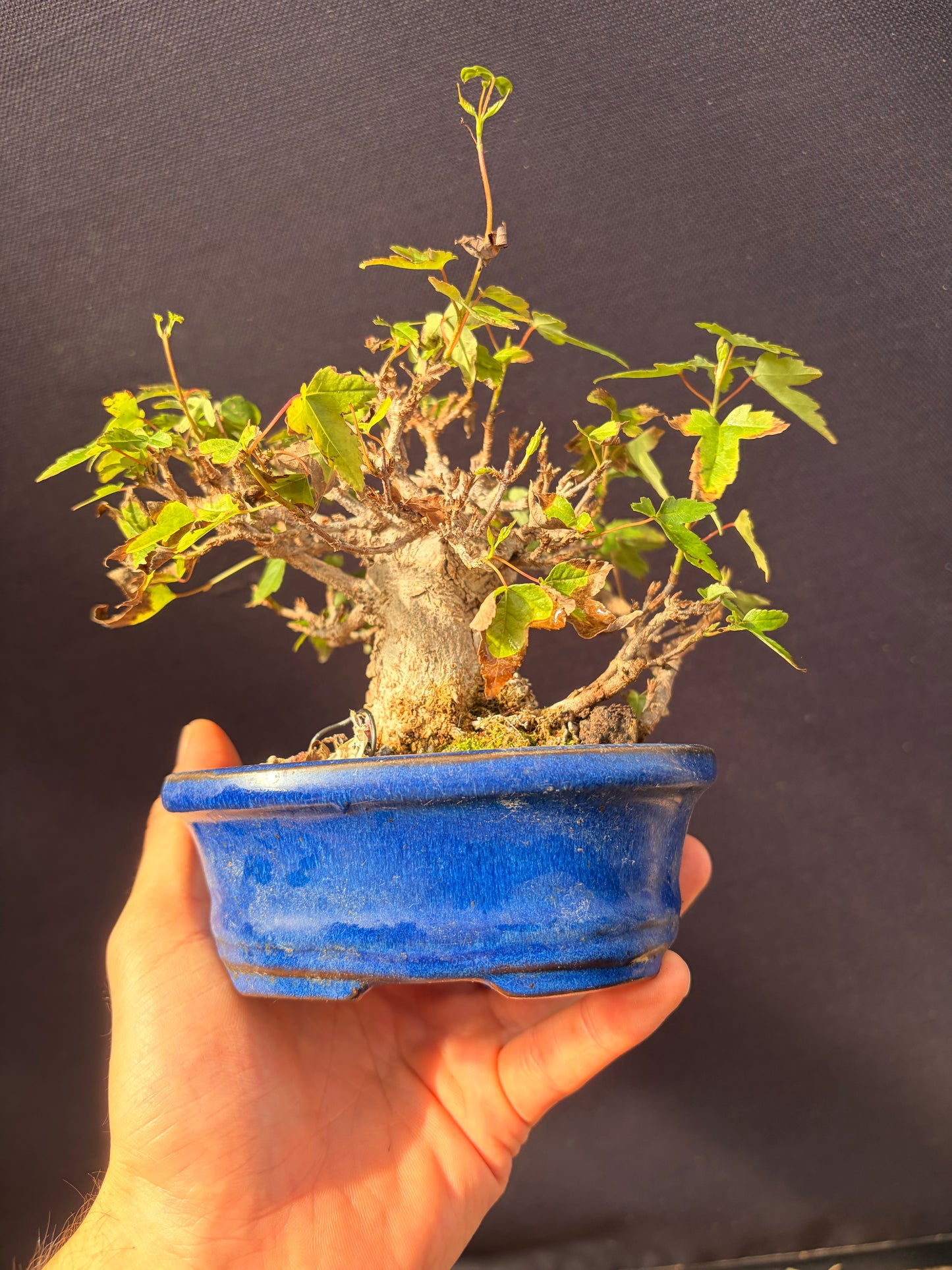 Trident maple