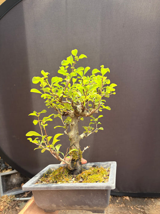 Chojubai RARE double red flower