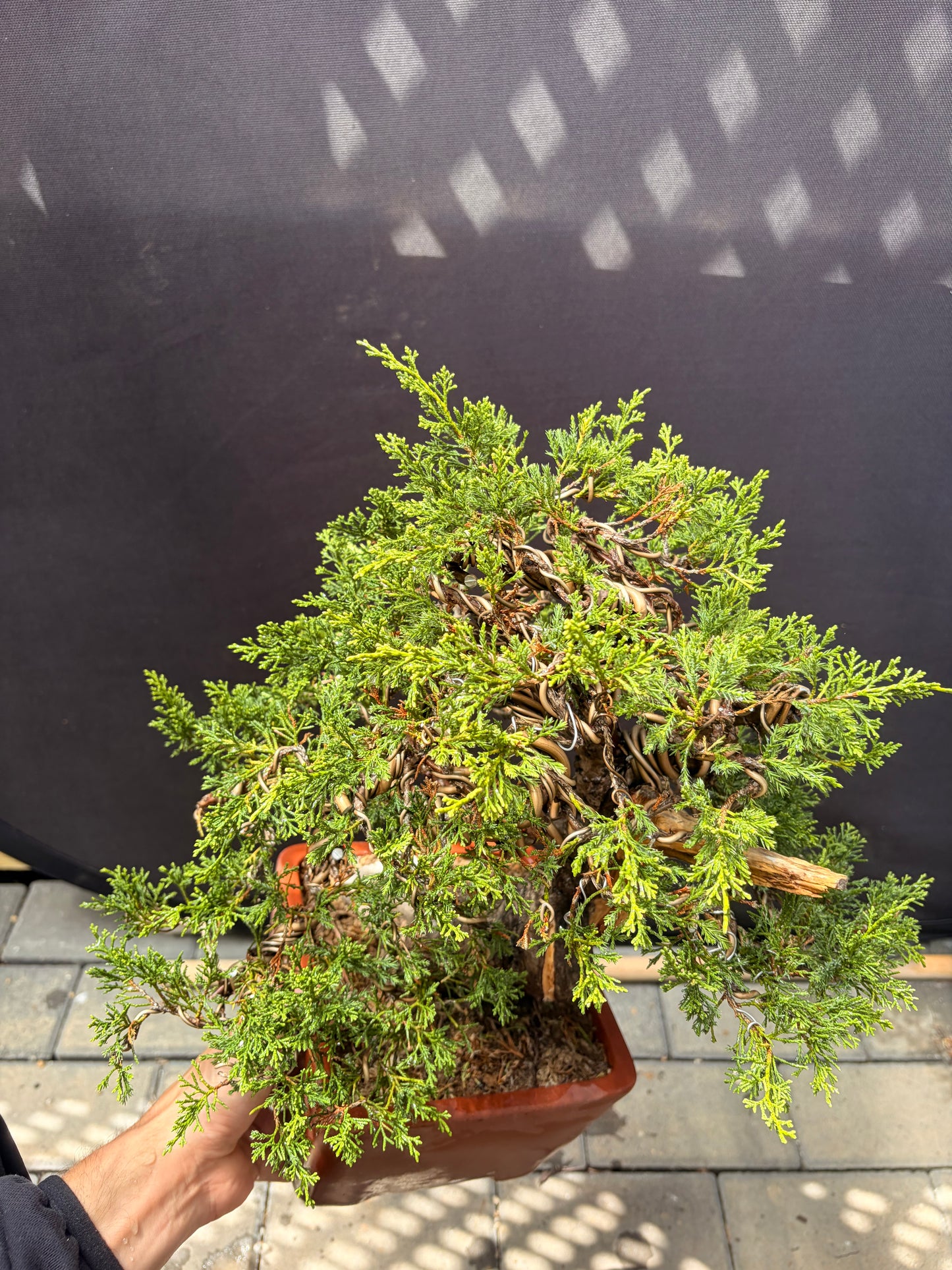 Shimpaku juniper itoigawa