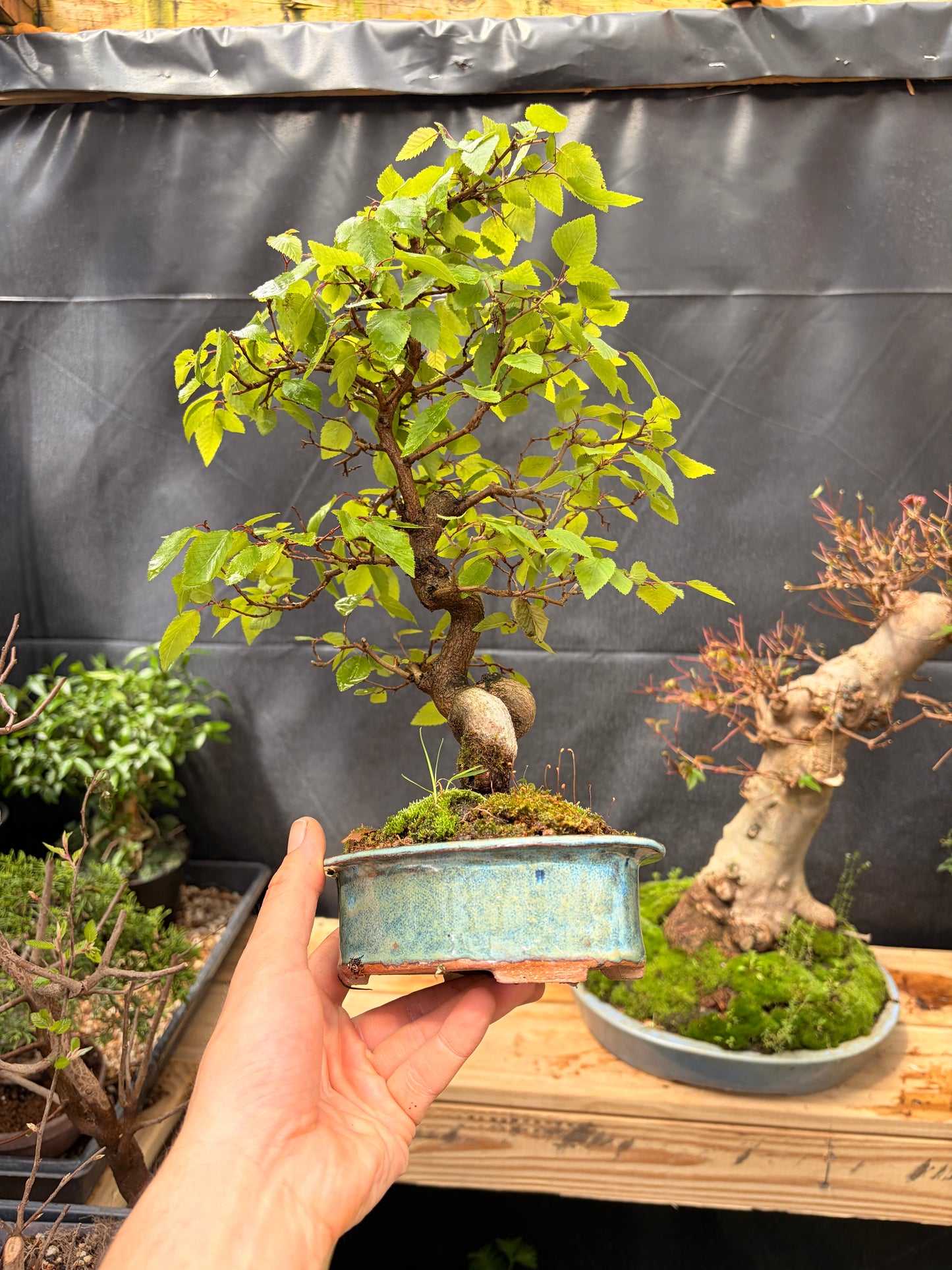 Korean hornbeam