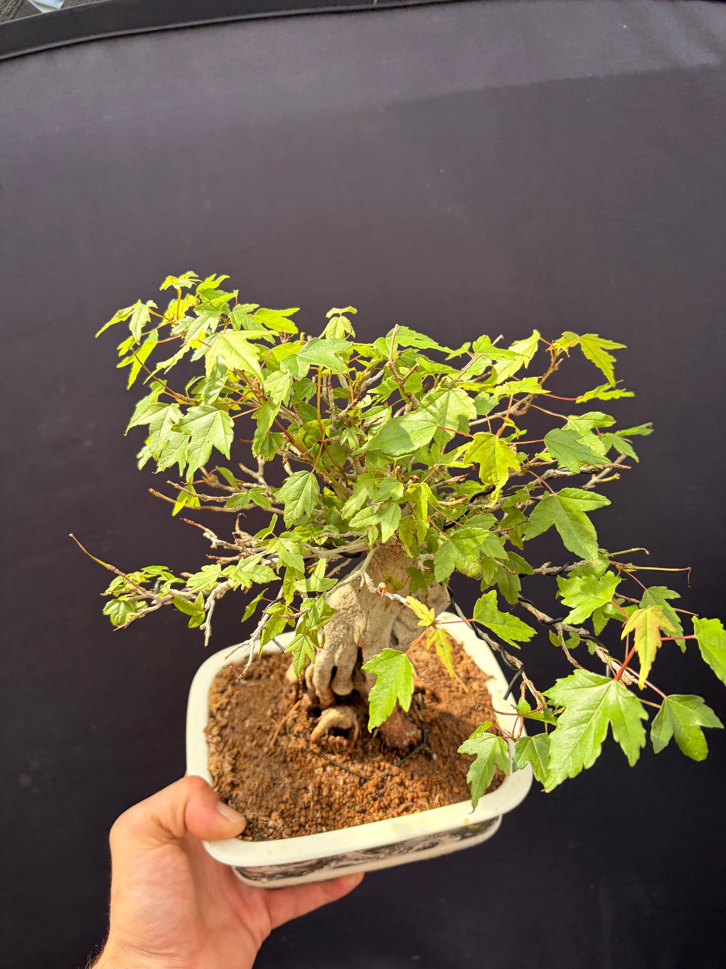 Trident maple root over rock
