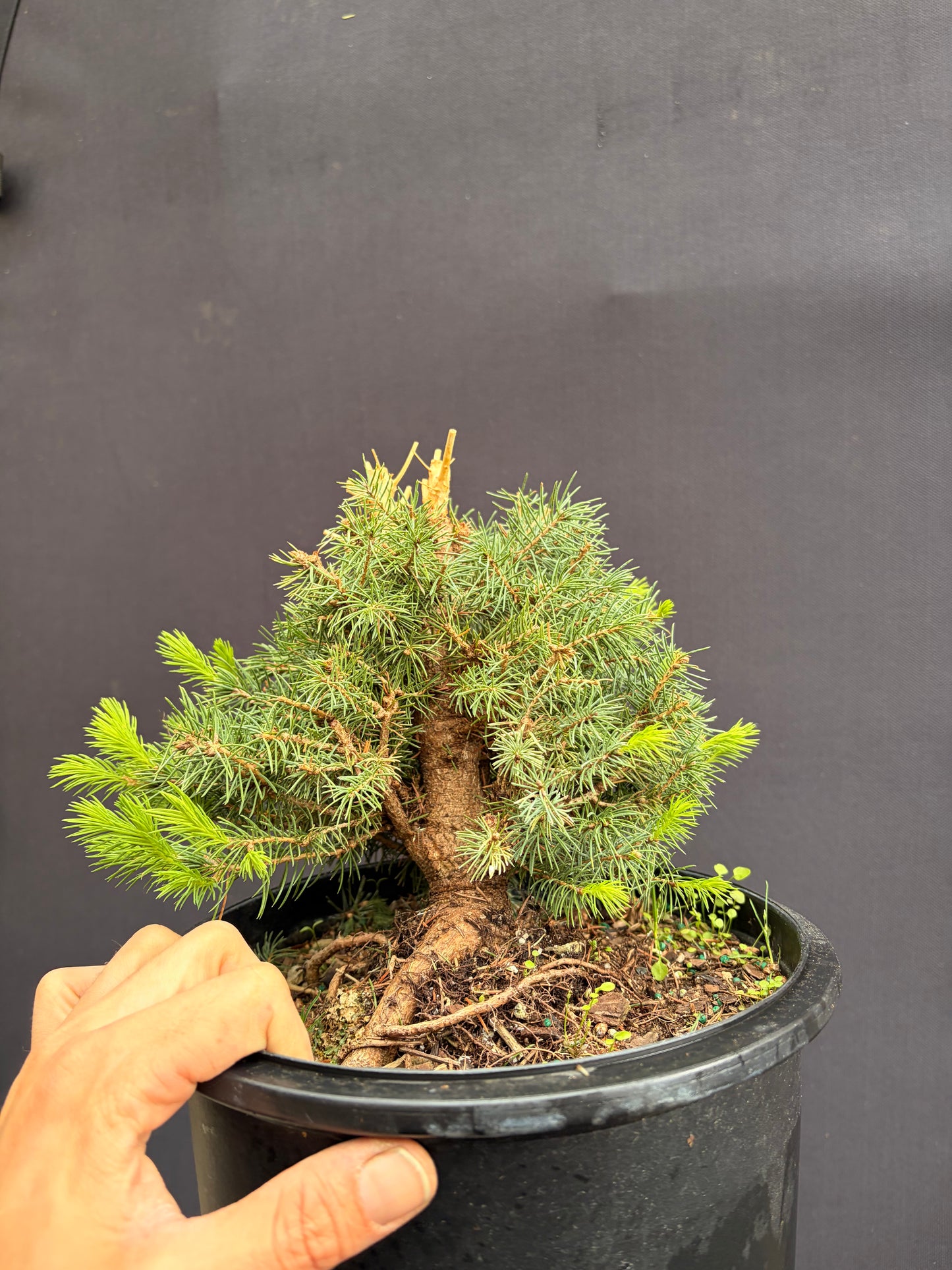 Dwarf Alberta spruce