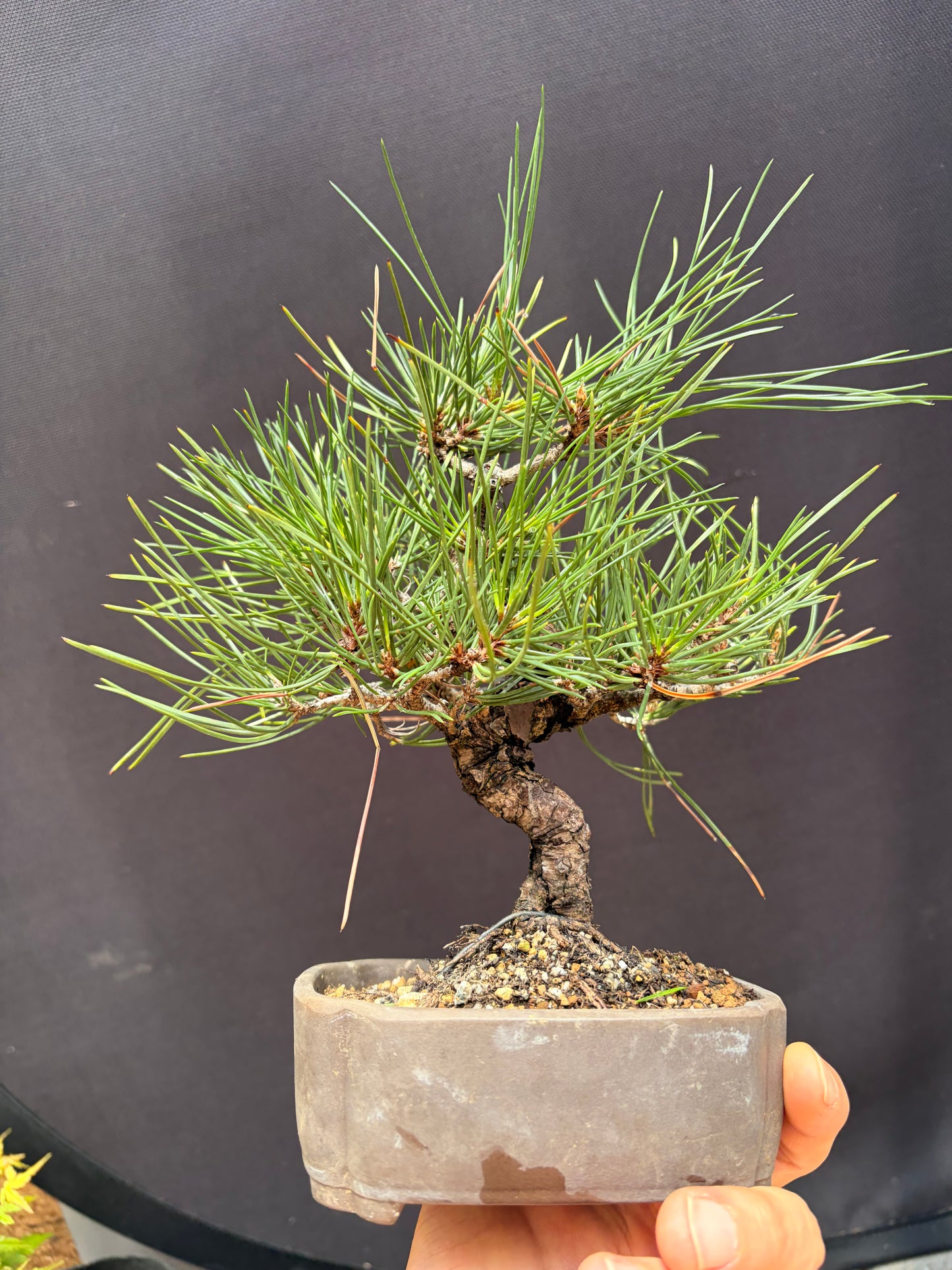 Japanese black pine