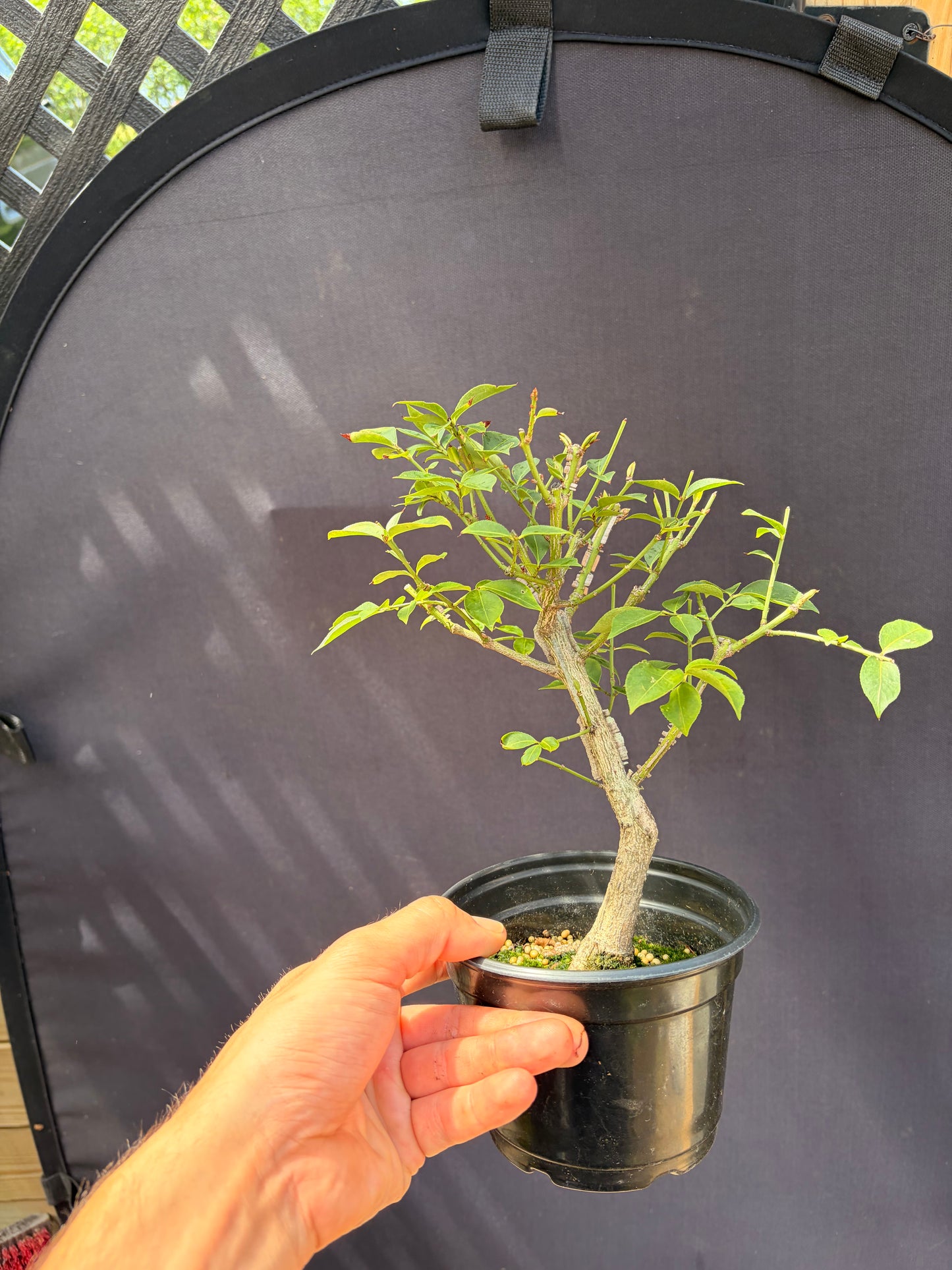 Burning bush