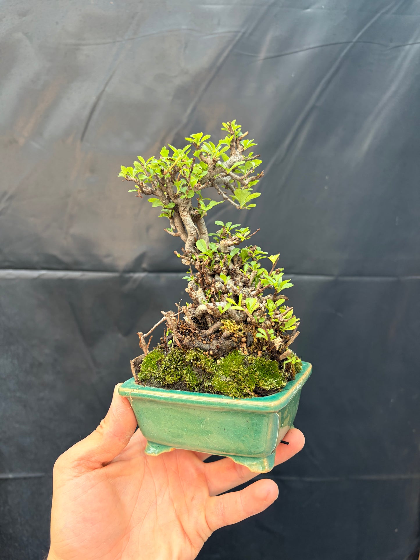 Red chojubai