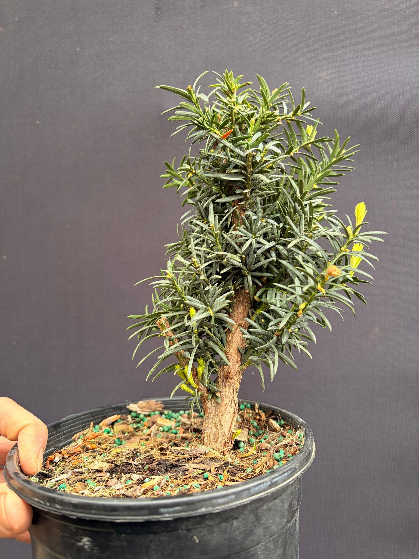 Yew