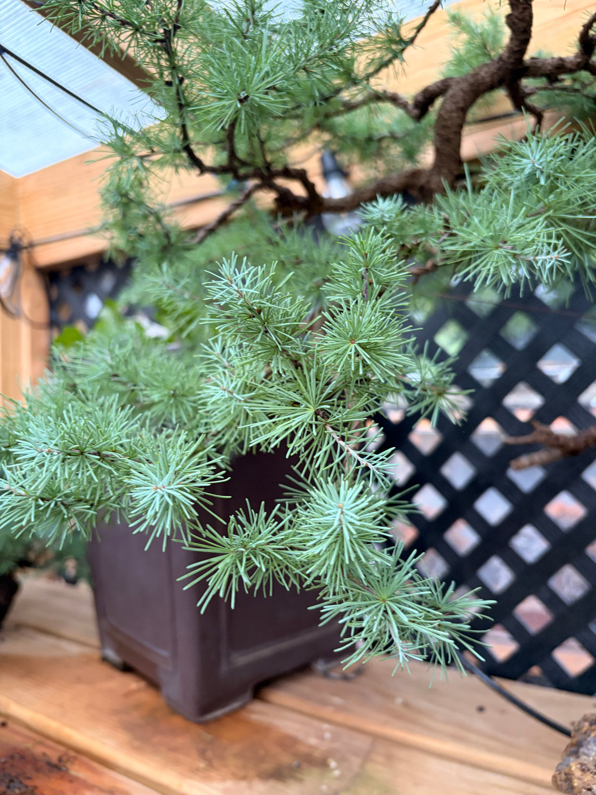 Japanese larch