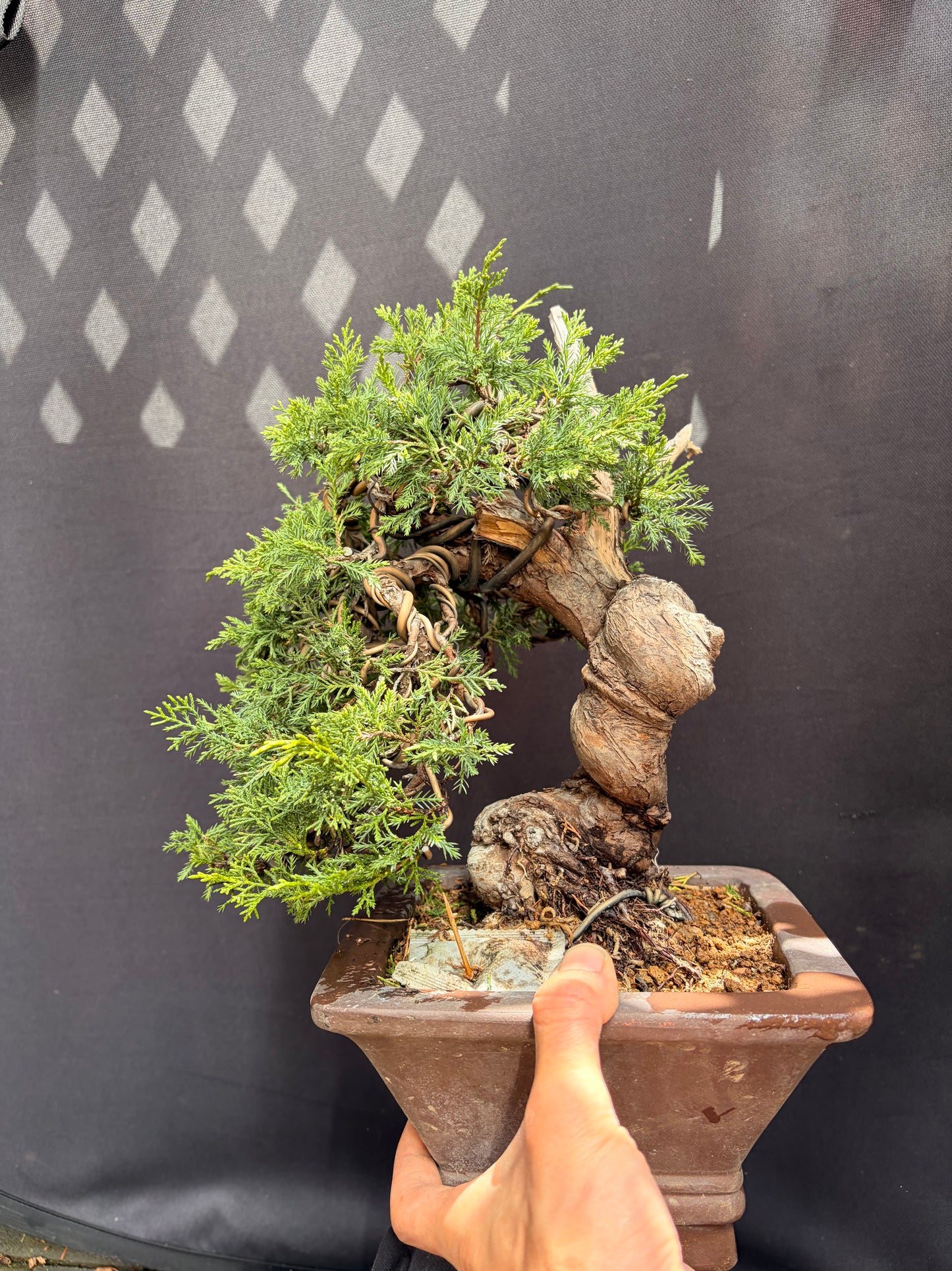 Shimpaku juniper itoigawa (Copy)