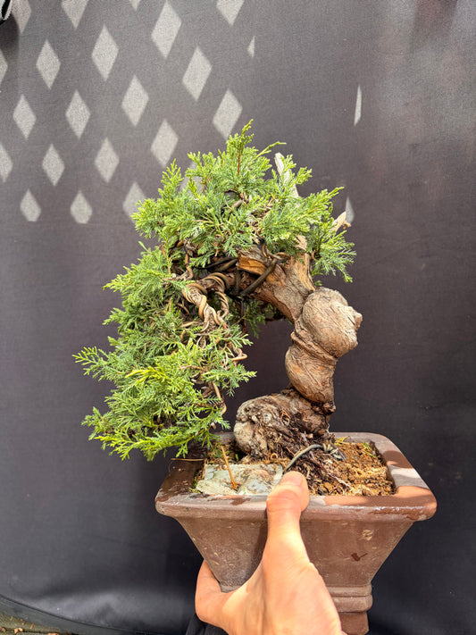 Shimpaku juniper itoigawa (Copy)