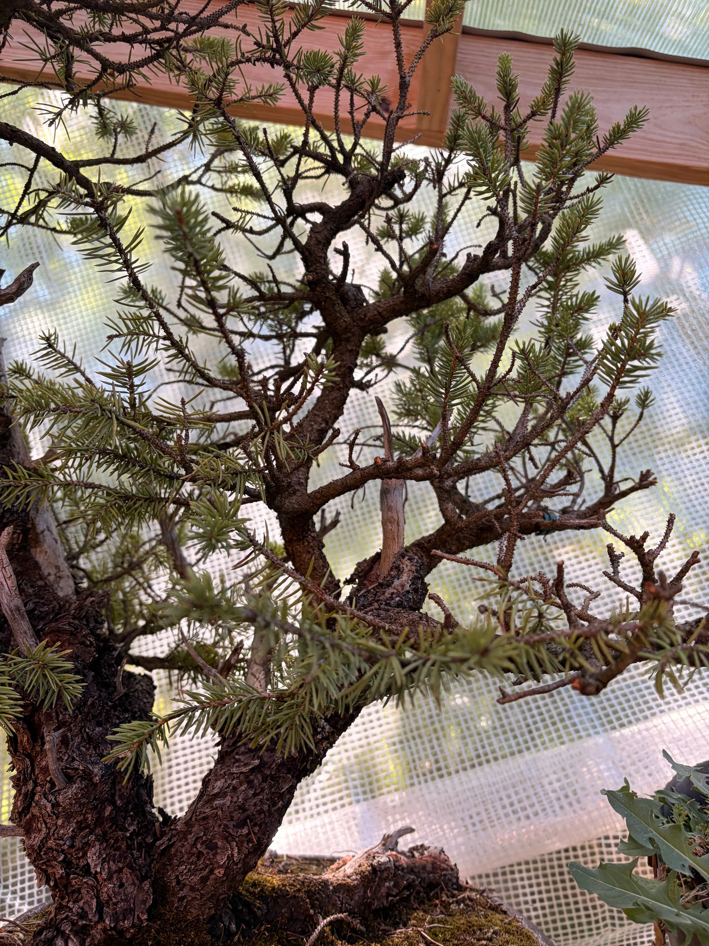 Spruce Ron lang pot