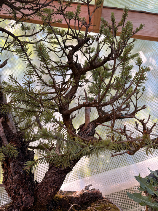 Spruce Ron lang pot