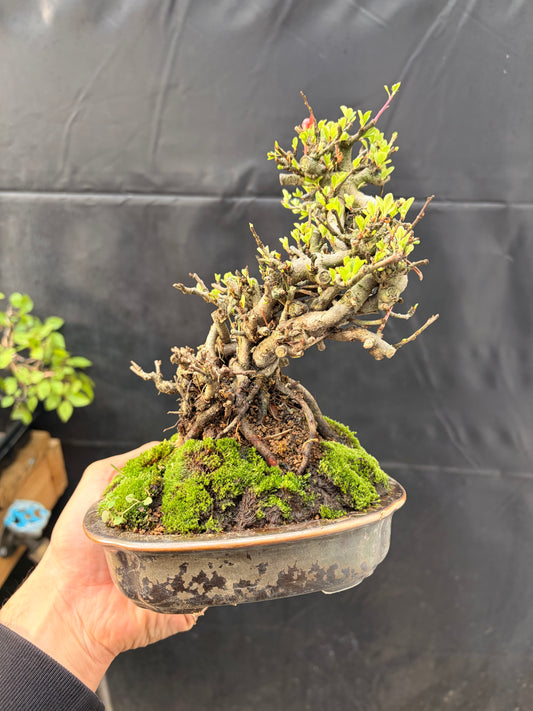 Red chojubai