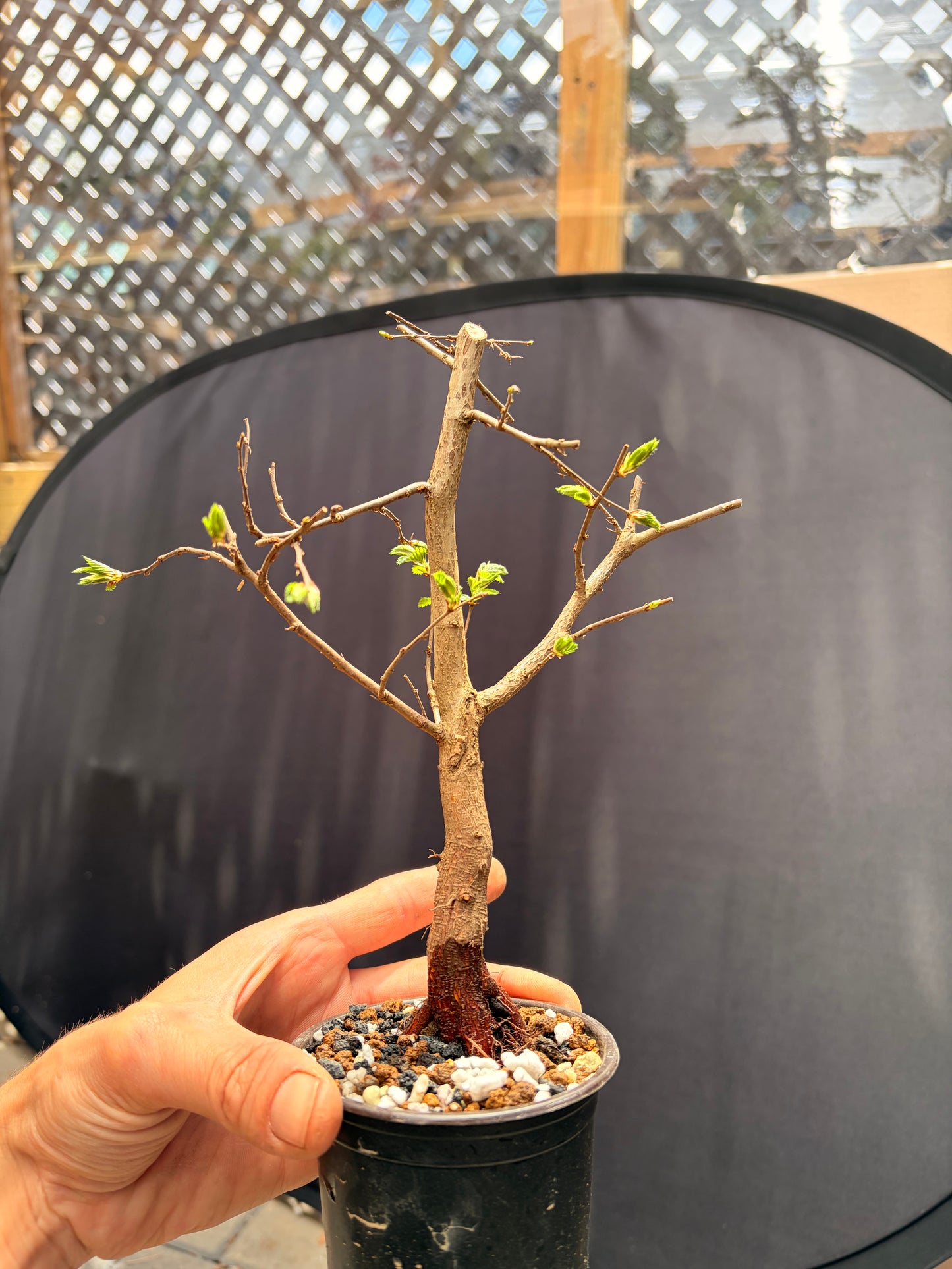 Korean hornbeam