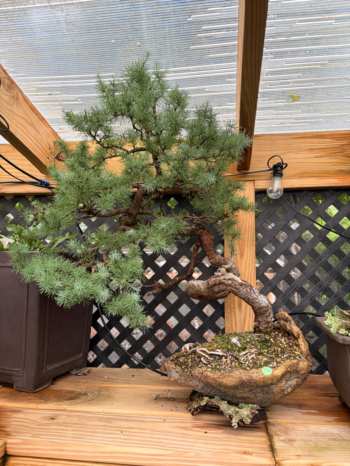 Japanese larch