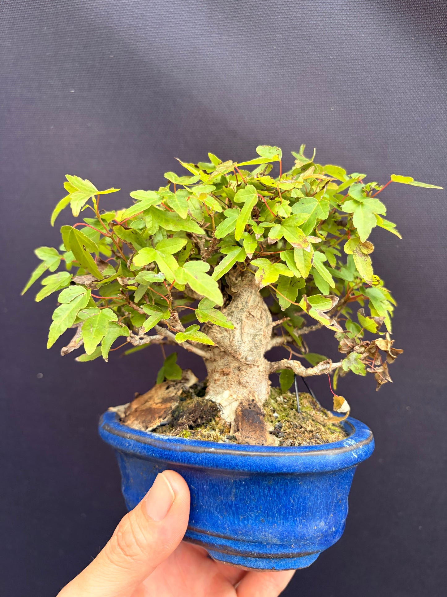 Trident maple