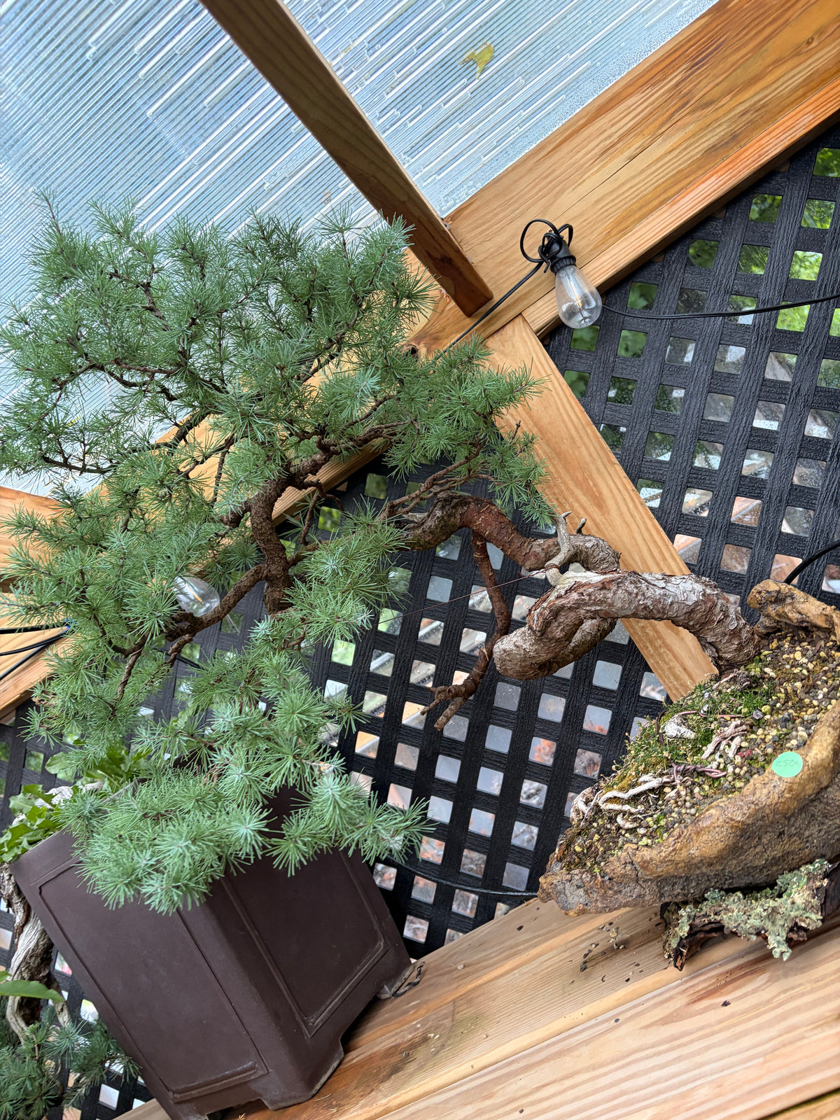 Japanese larch