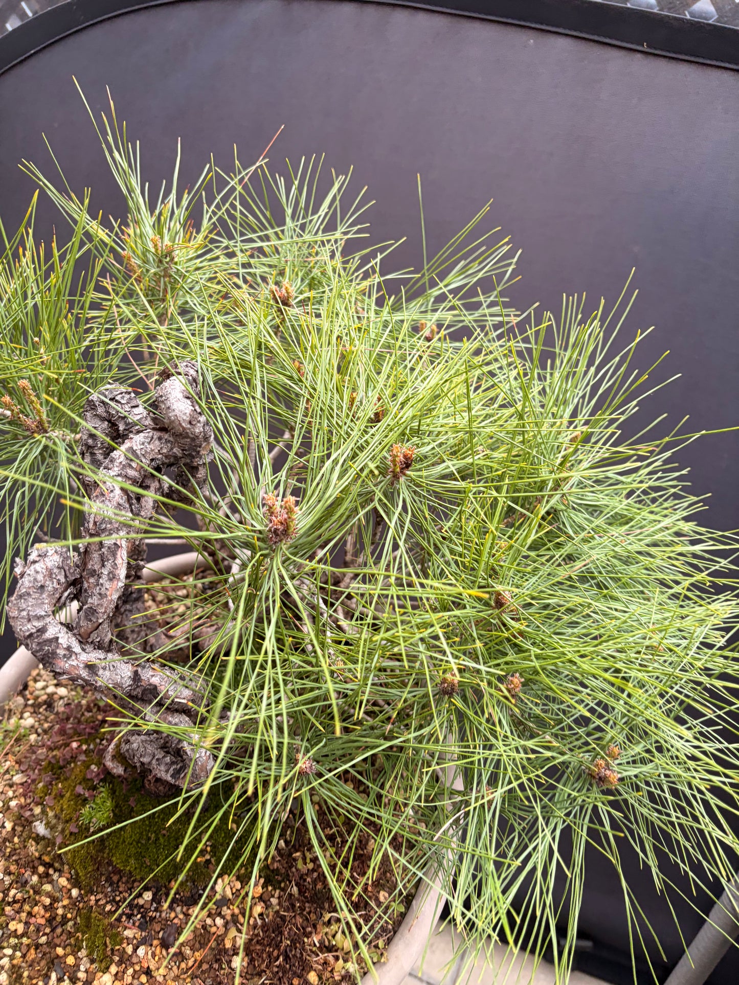 Japanese red pine