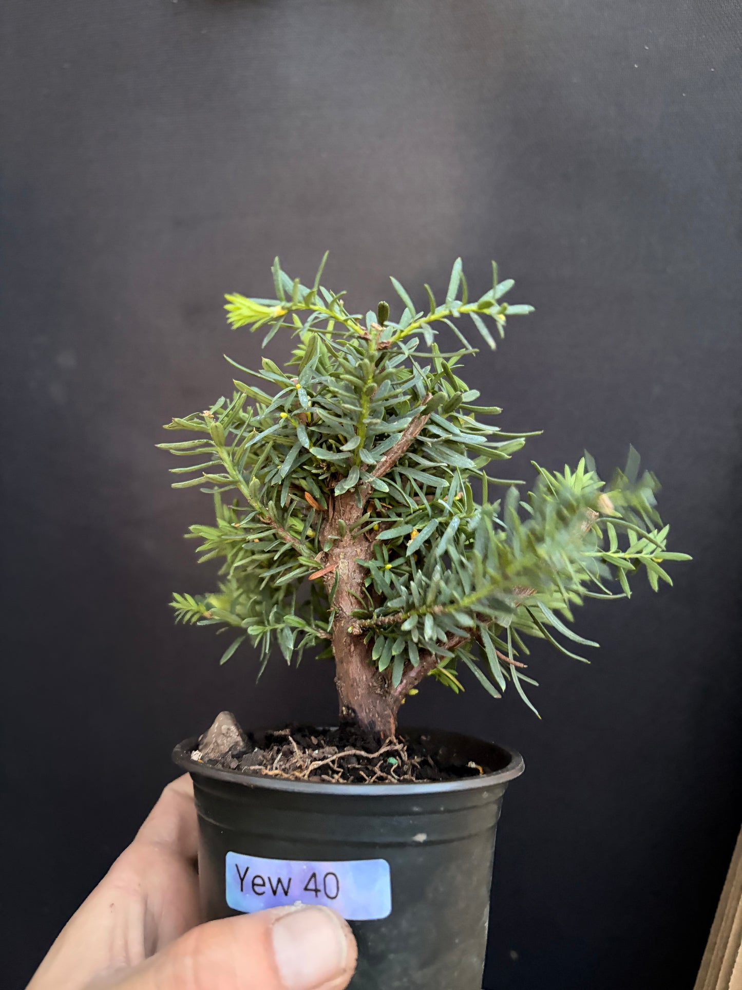 Yew