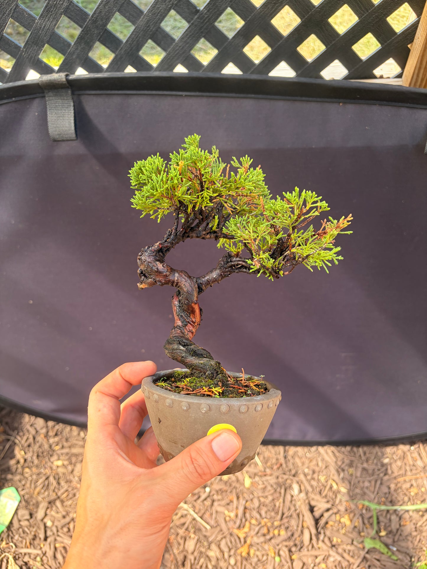 Shimpaku juniper