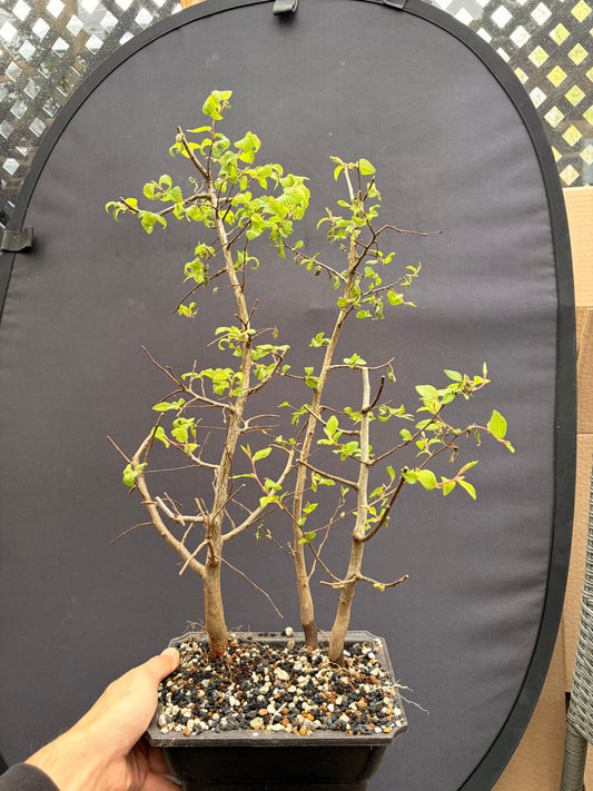 Korean hornbeam trio