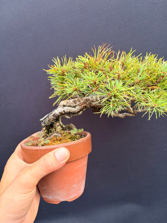 White pine exposed roots