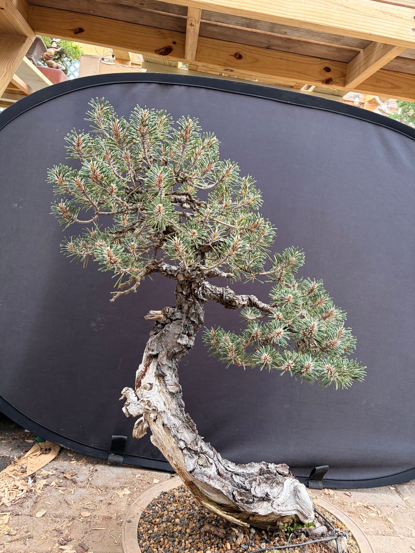 Kotobuki Japanese black pine