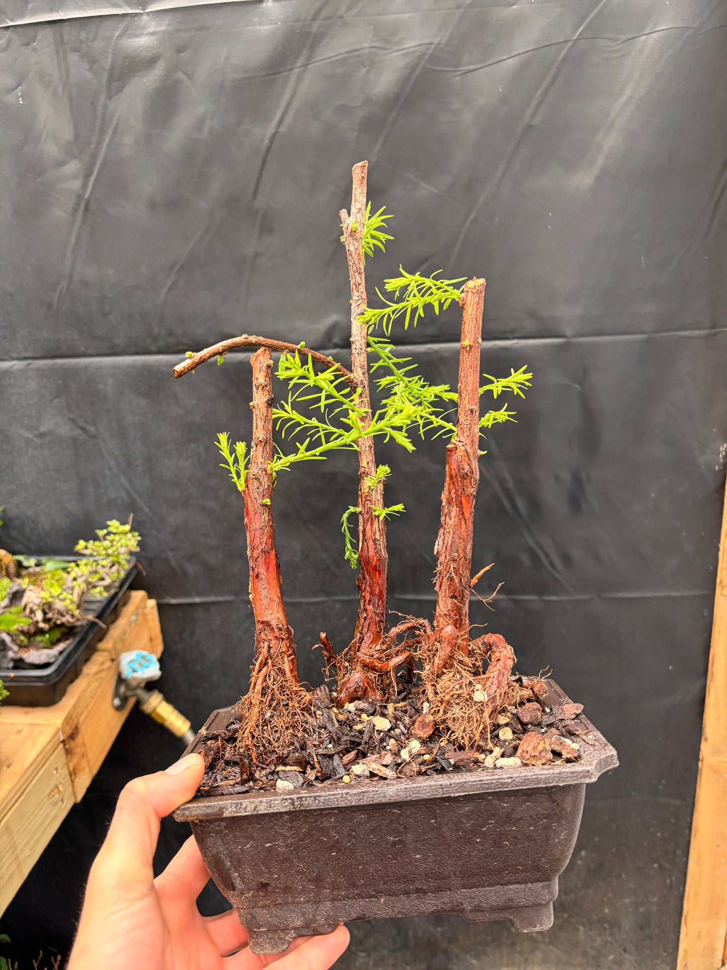 Bald cypress trio falling waters