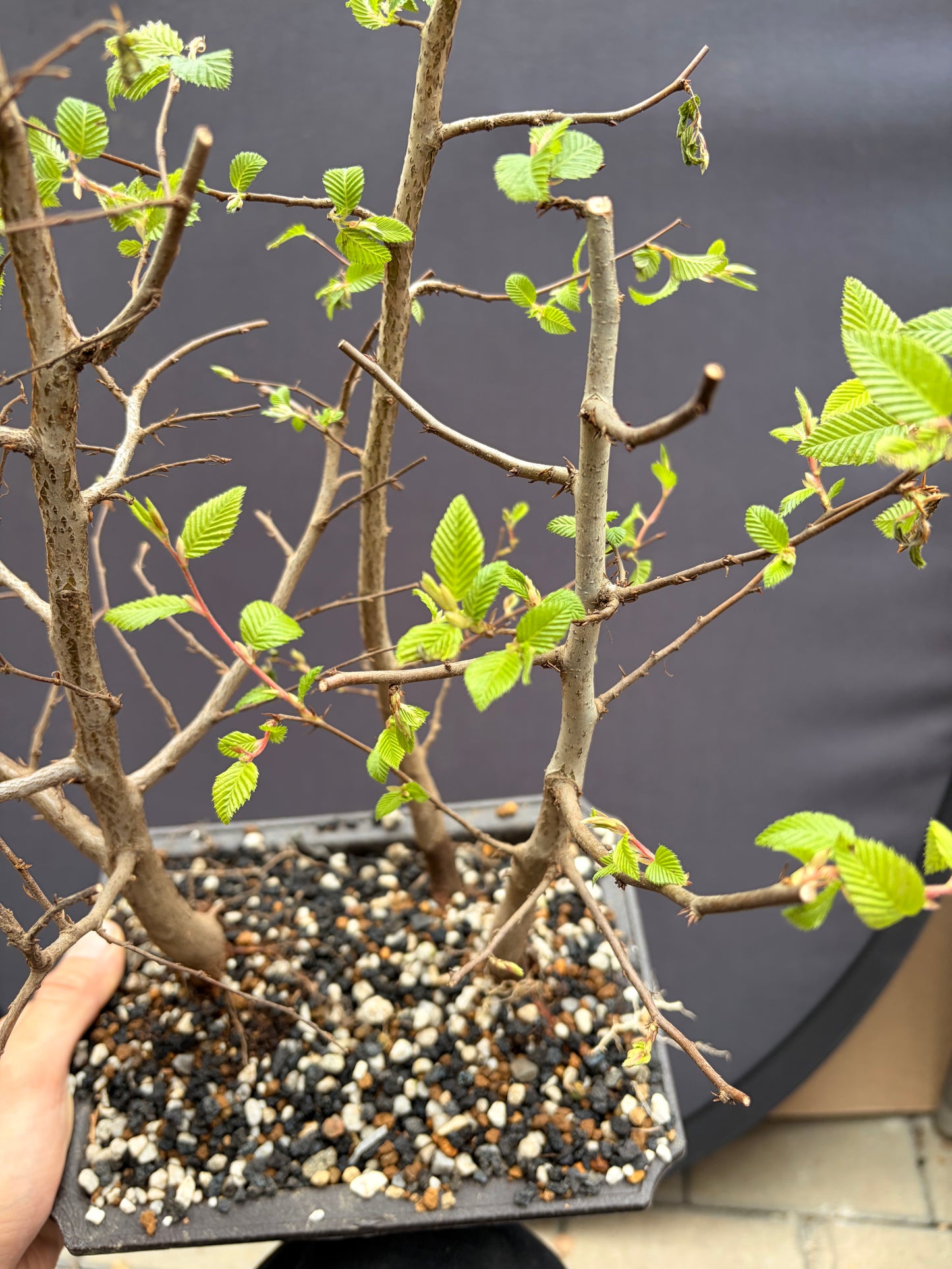 Korean hornbeam trio