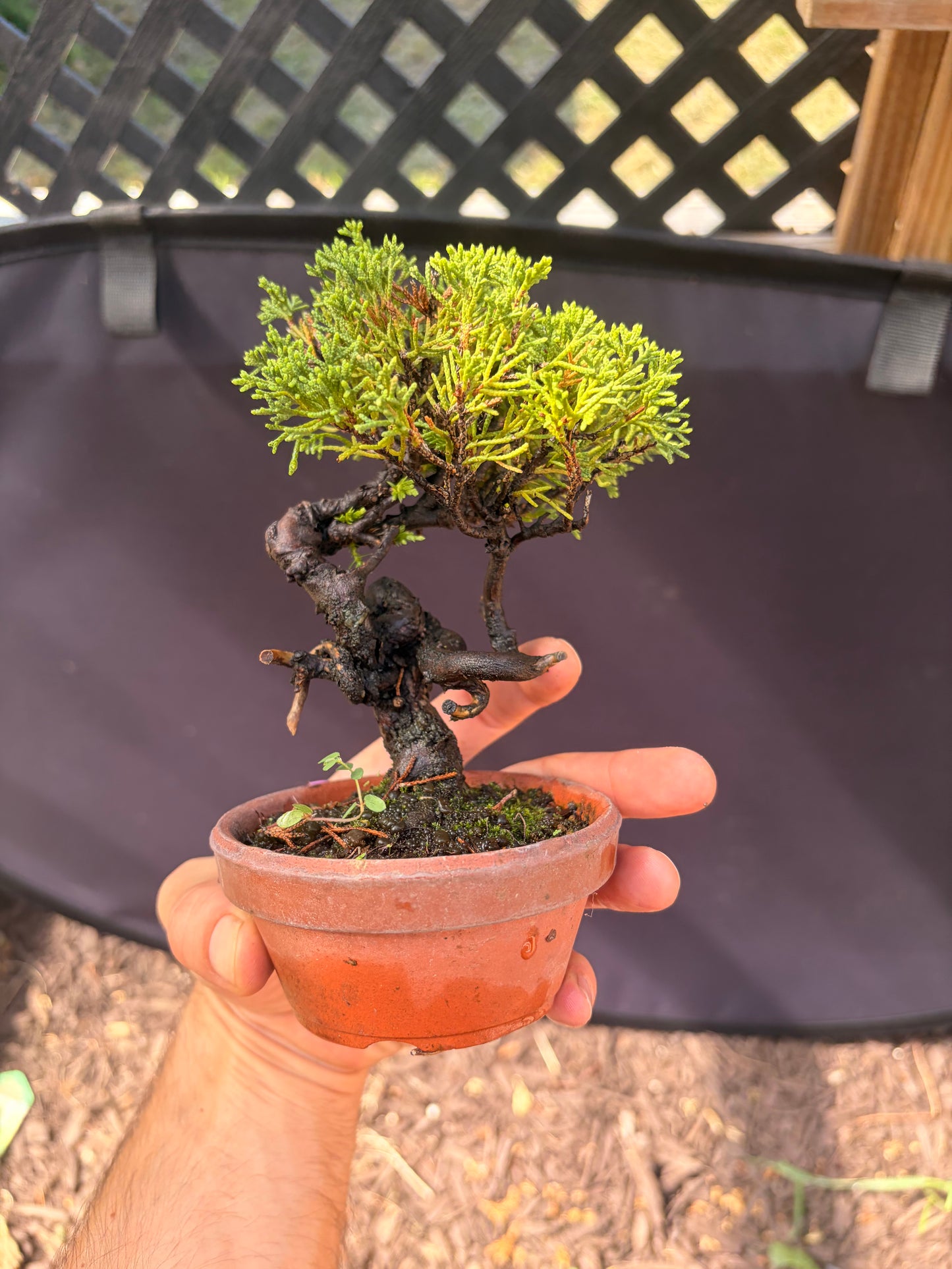 Shimpaku juniper
