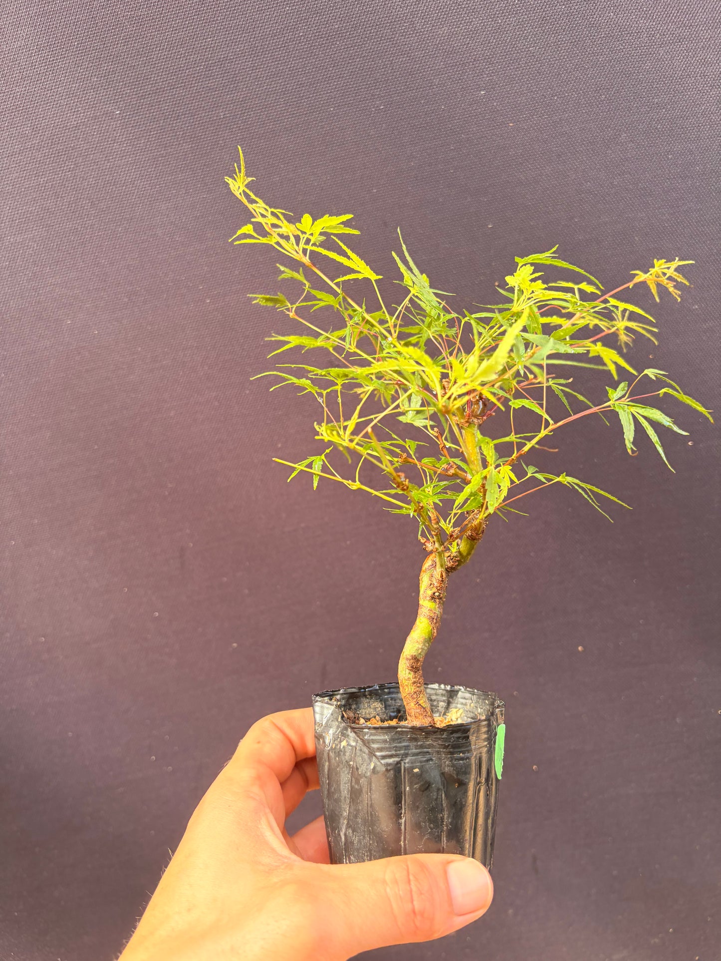 Dwarf Japanese maple