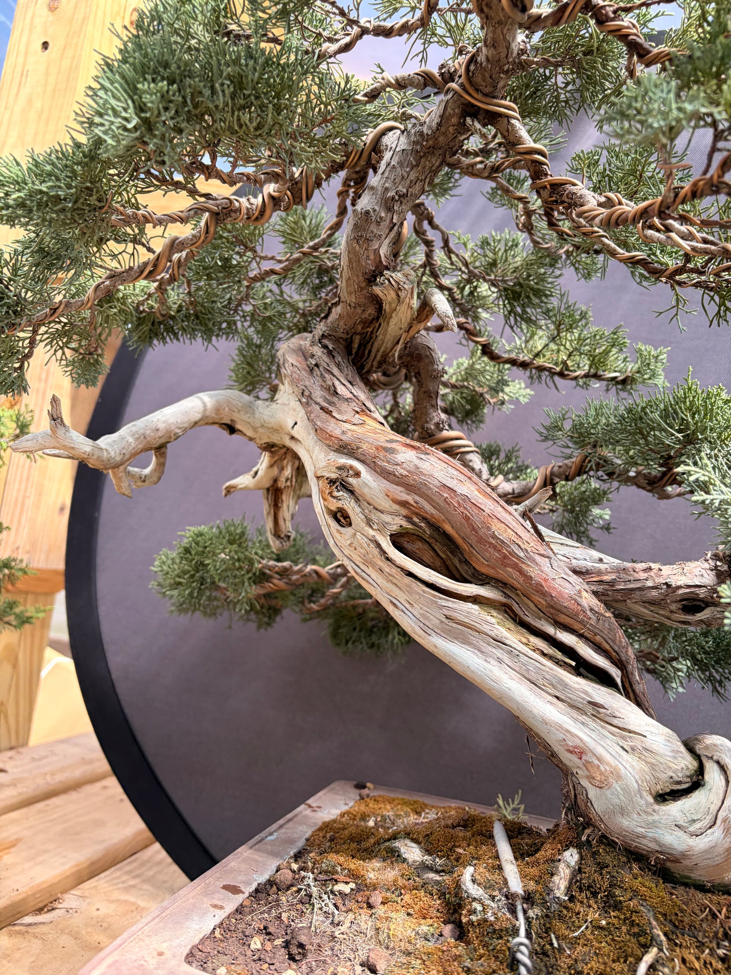 Shimpaku juniper