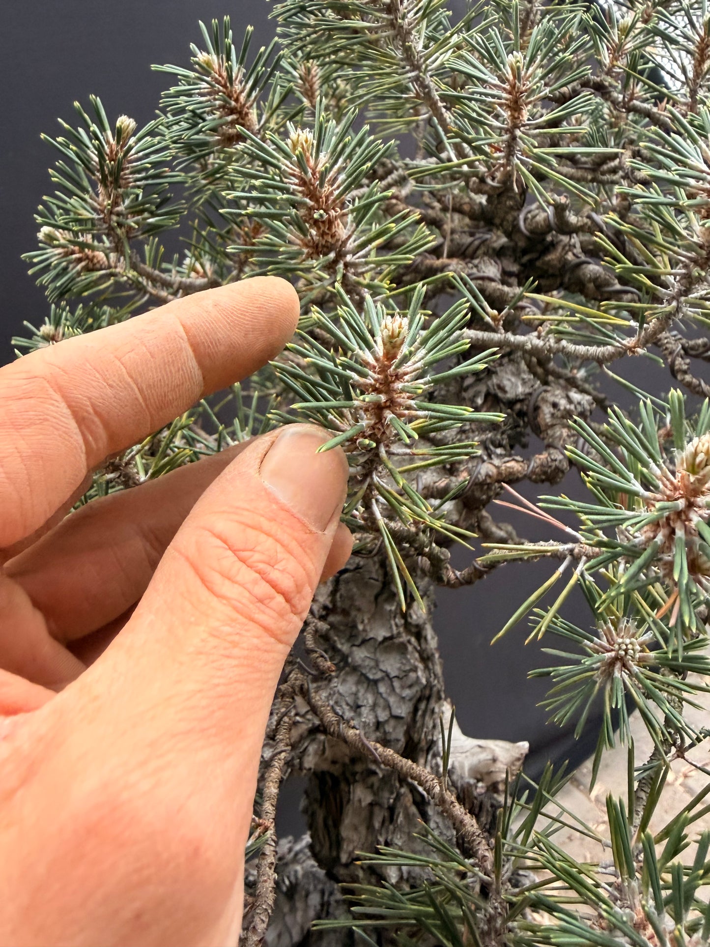 Kotobuki Japanese black pine