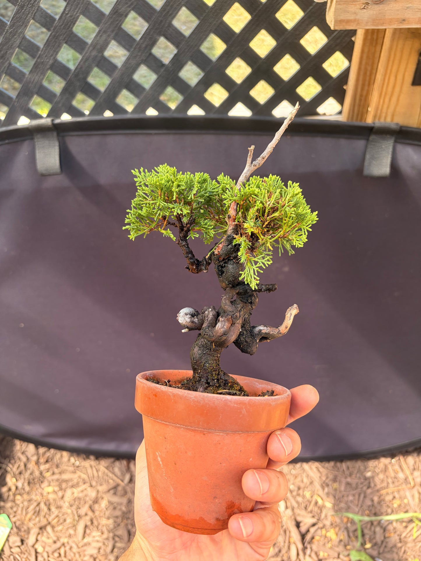 Shimpaku juniper