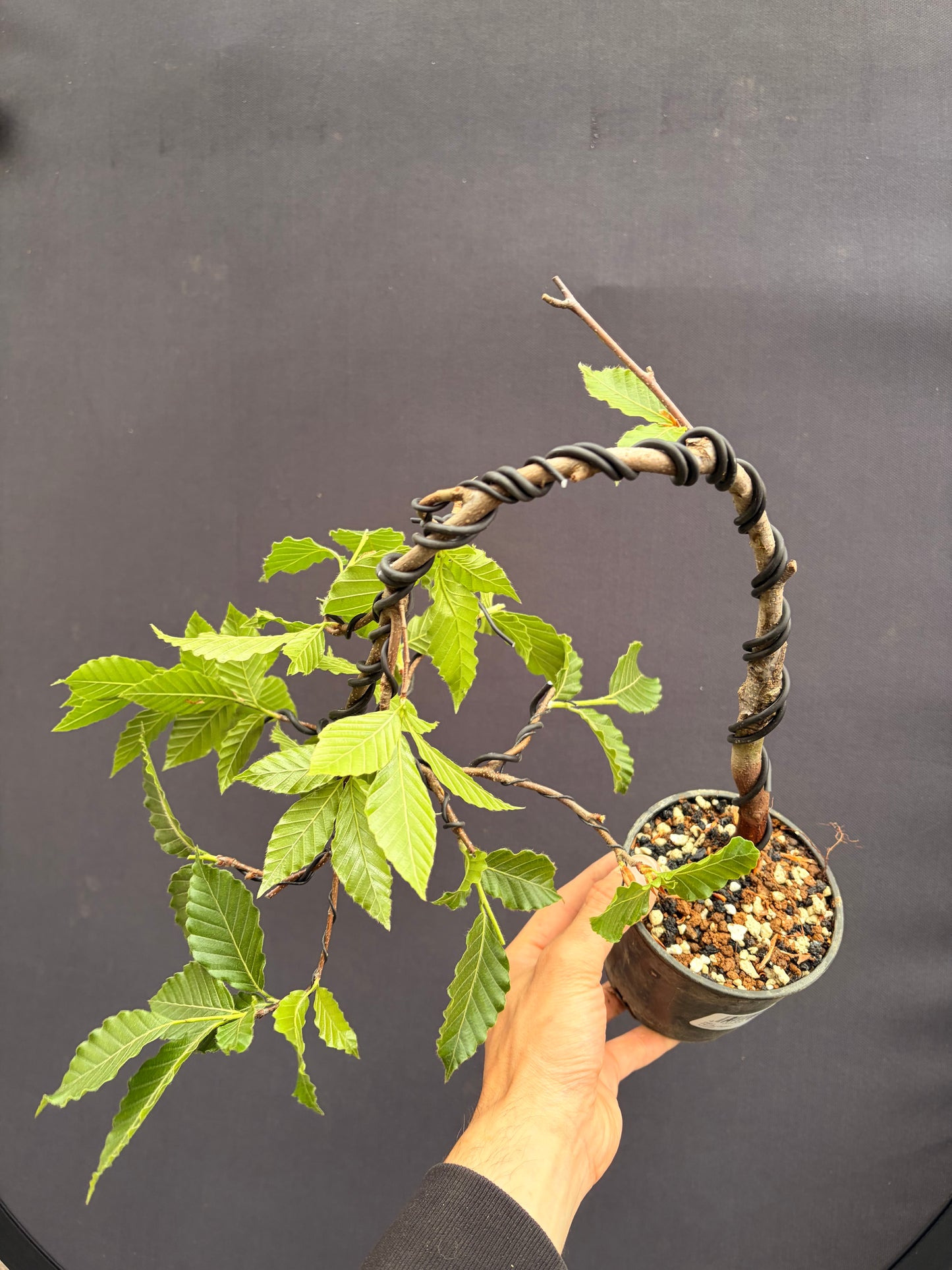 Japanese hornbeam
