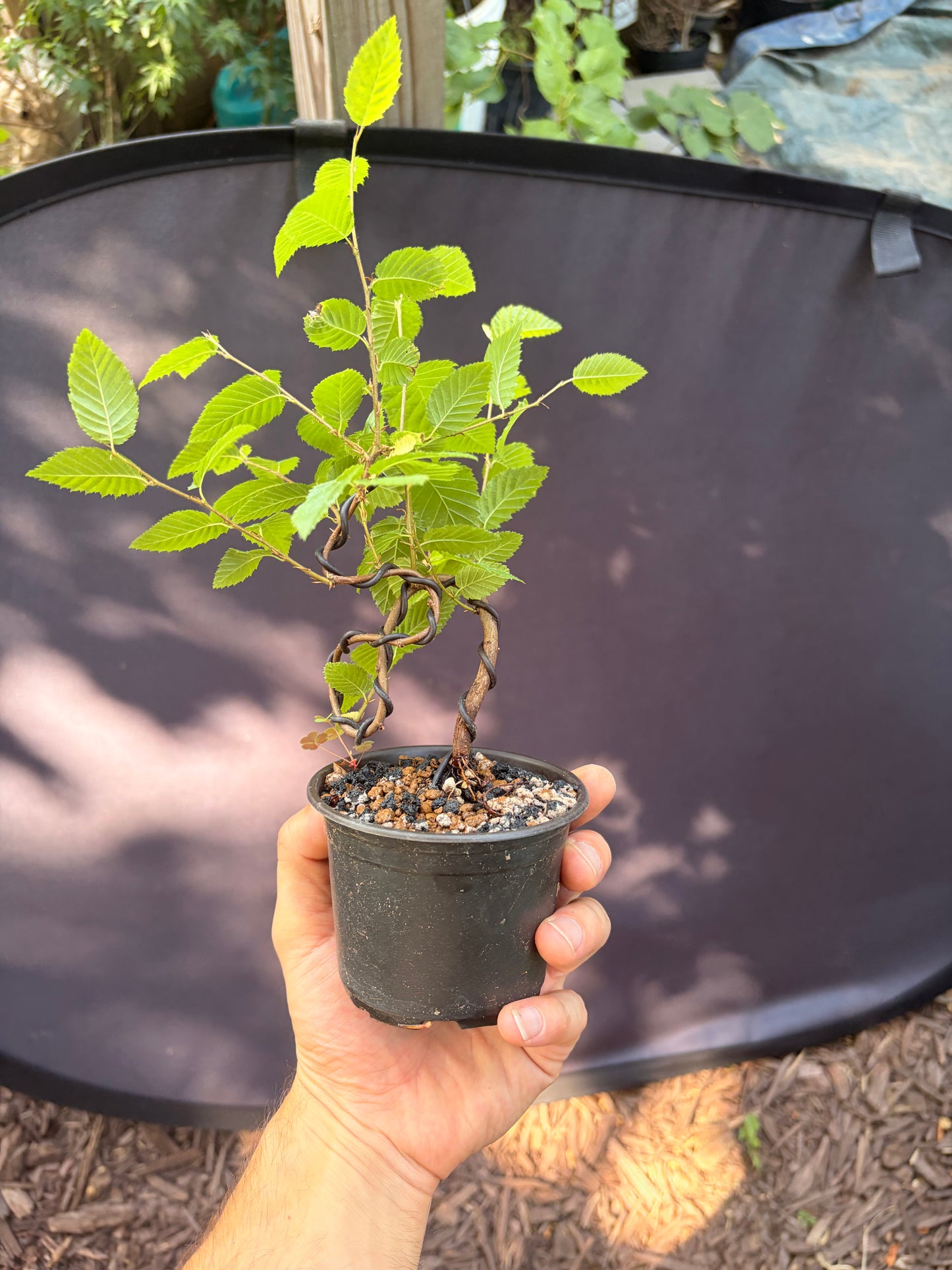 Korean hornbeam