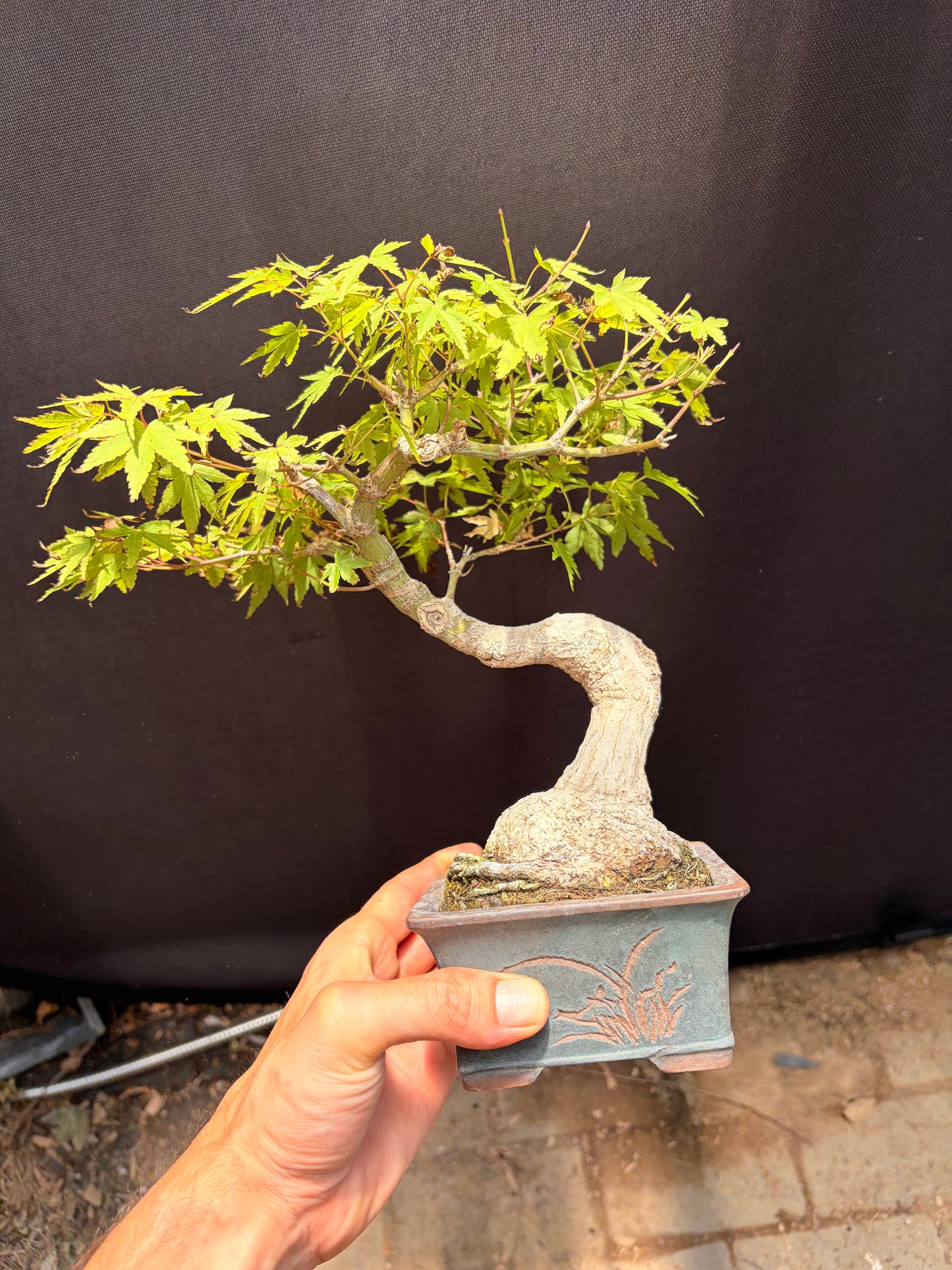 Japanese maple