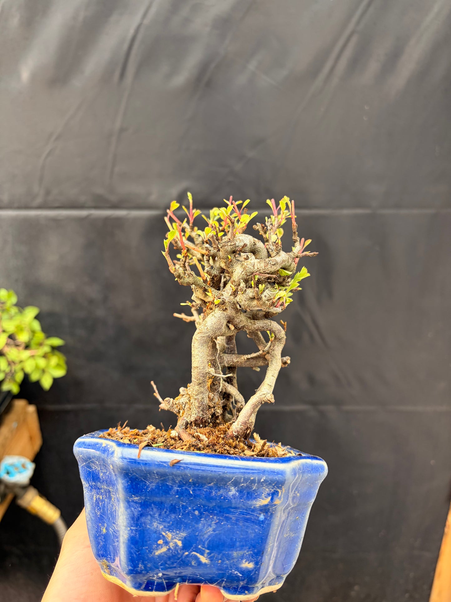 Red chojubai
