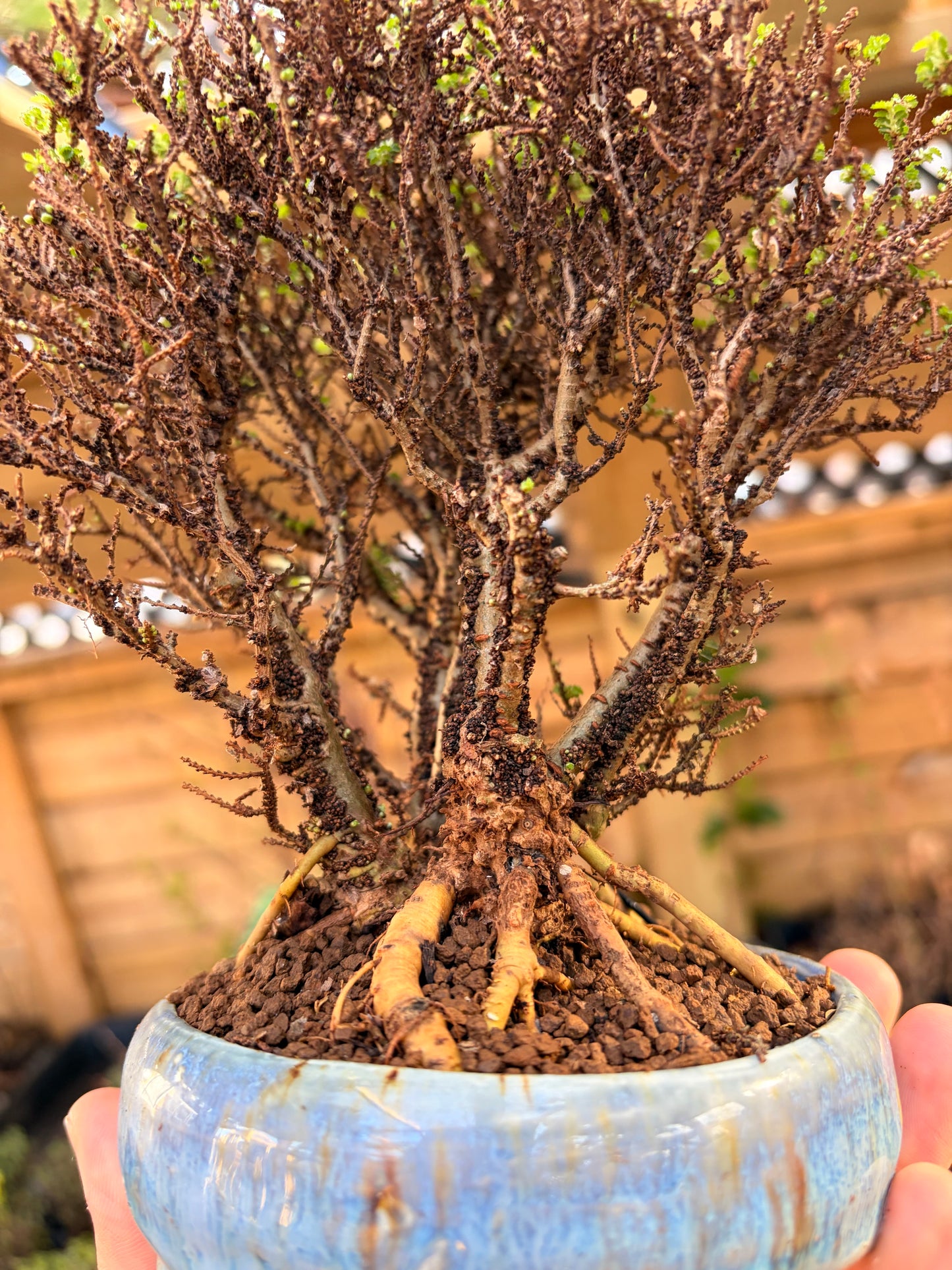 Hokkaido Chinese elm