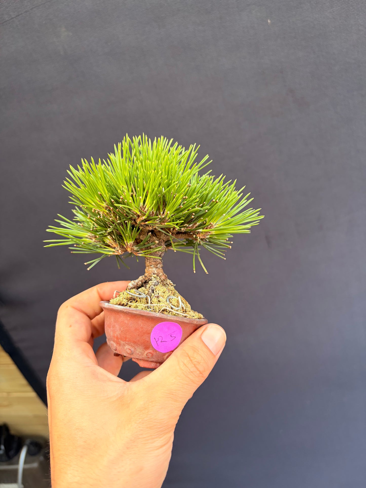 Japanese black pine