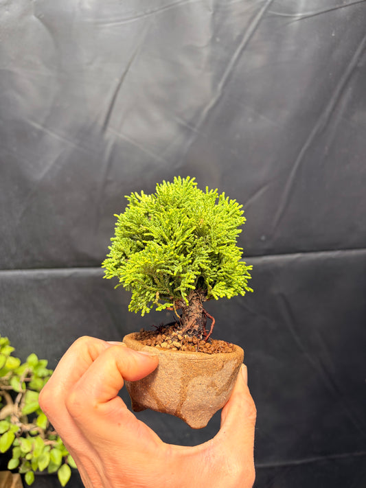 Dwarf hinoki cypress