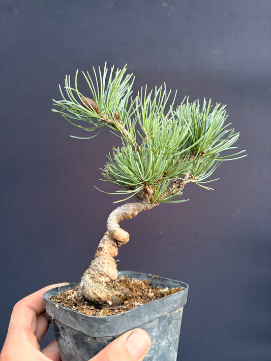 Japanese white pine JBP rootstock