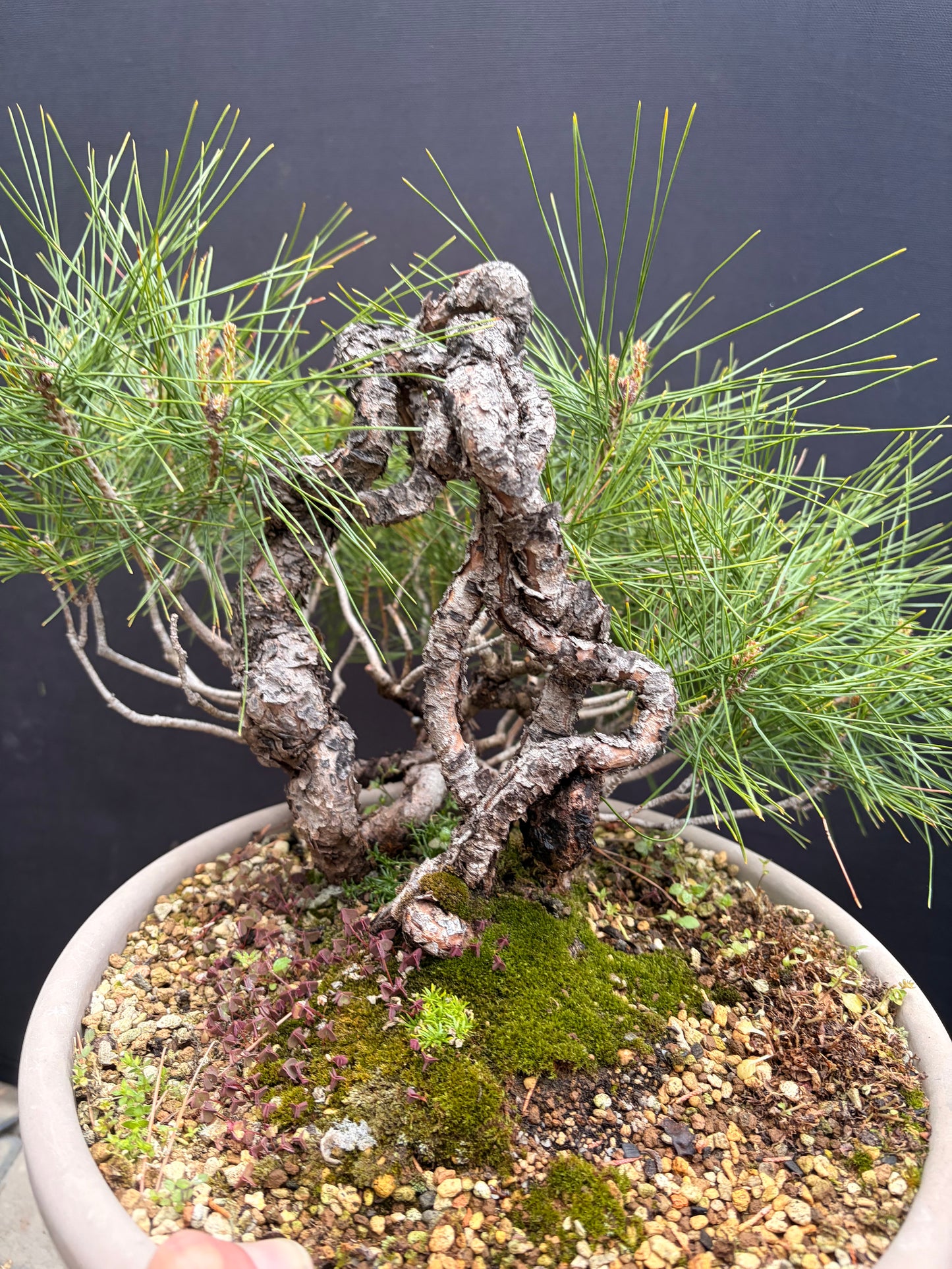 Japanese red pine