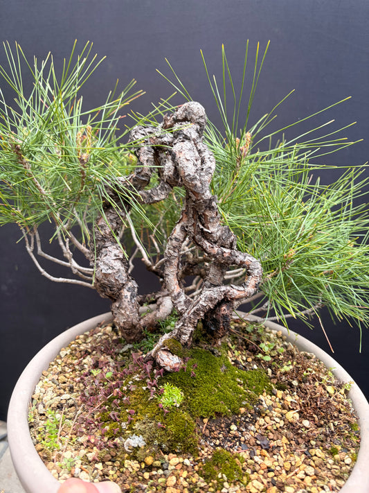 Japanese red pine